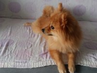 Dişi Pomeranian