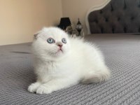 Safkan Soy Irk Garantili Scottish Fold Mükemmel Yavrumuz
