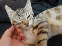 BU TATLI YAVRU KEDİMİZE YUVA ARIYORUZ