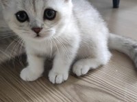2 aylık british shorthair bebişimiz yeni ailesini arıyor