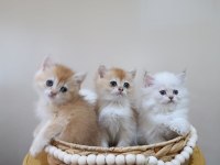 British longhair dişi yavrular şecereli