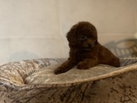 SAYFANIN EN İYİ KÖPEKLERİ İÇİN LÜTFEN İRTİBATA GEÇİNİZ