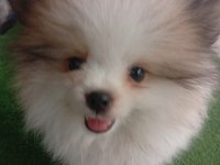 Tuvalet eğitimli pomeranian boo çok akıllı