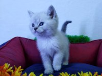 BEYAZ BRİTİSH SHORTHAİR YAVRULARIMIZ