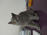 4.5 aylık dişi british shorthair
