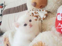 Ayı surat yavru british shorthair