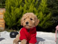 Bal Yavrumuz Maltipoo