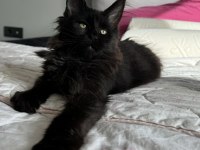 Ayşe ARIK FARKIYLA Maine Coon