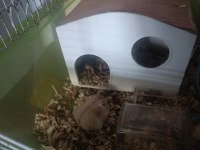 Kahverengi Hamster Yavrular