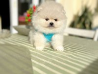 ORİJİNAL POMERANİAN BOO 2 dişi ve 2 erkek bebekler
