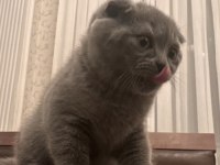 02.02 doğumlu scottish fold yavrularımız