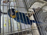 Ful evcil macaw konuşuyor sevdiriyor eğitimli
