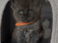 Eşi Benzeri Olmayan Show Class Maine Coon Yavruları