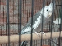 KONUŞAN WHITE FACE ERKEK SULTAN PAPAĞANI