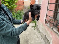 3 aylık french bulldog dişi ve erkek