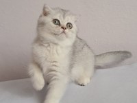 Prens scottish fold silver