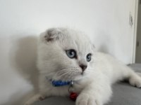 Tüm aksesuarlarıyla yavru scottish fold