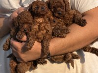 AŞILI ÇİŞ EĞİTİMLİ BÜYÜMEYEN TOY POODLE BEBEKLER 