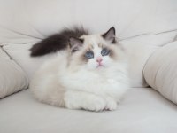 Full şecereli ragdoll yavruları