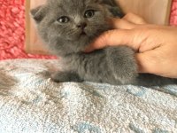 Scottish Fold Minnoşlarım