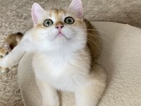 Şecereli British Shorthair Golden Erkek Yavru