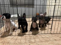 French Bulldog 45 Günlük