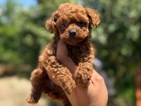 TEACUP KORE POODLE BEBEKLER AŞILI EĞİTİMLİ 