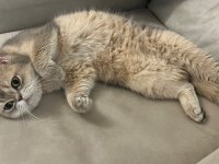 Bebek yüzlü erkek british shorthair