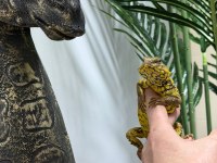 FATURALI EVRAKLI UROMASTYX