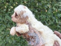 Cavapoo yavrularım