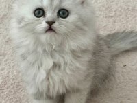 Muhteşem chinchilla bebeklerim yuvalarına gitmeye hazır