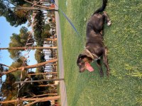 3 aylık erkek cane corso
