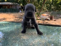 KALİTELİ SAĞLIKLI CANE CORSO BEBEKLER