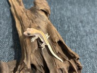 Crested Gecko