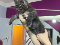 Dev bebekler 2 aylık maine coon yavrular