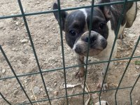 Fransız Bulldog Köpeği Dişi