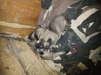 Yeni doğan yavru köpekler uygun verilecek