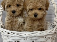 Maltipoo bebeğimiz