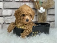 A kalite toy poodle yavrularım