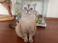 Kızlarımız sahiplendirilicektir british shorthair