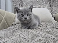 Gri british shorthair erkek yavru