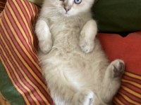 Scottish Fold Yavrumuza Yeni Bir Yuva Arıyorum