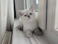 British Shorthair Dişi Yavru