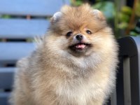 Yurt dışından gelen pomeranian yavrumuz