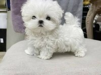 Orjınal Kore Teacup Maltese Yavrumuz
