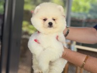 ÜST DÜZEY SHOW KALİTE POMERANİAN BOO
