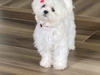 SAFKAN MALTESE YAVRU
