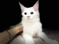 Muhteşem Görünümlü Beyaz Maine Coon