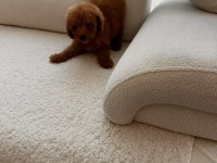 Kore kan toy red brown poodle