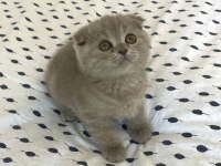 Scottish fold